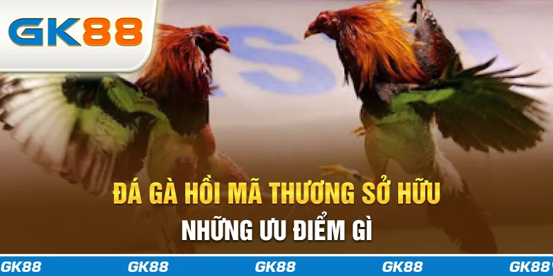 Đá gà hồi mã thương sở hữu những ưu điểm gì?