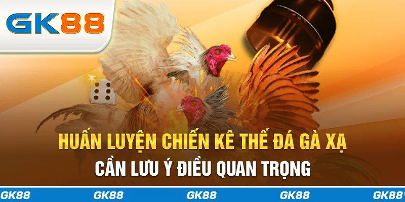 Huấn luyện chiến kê thế đá gà xạ cần lưu ý 4 điều quan trọng