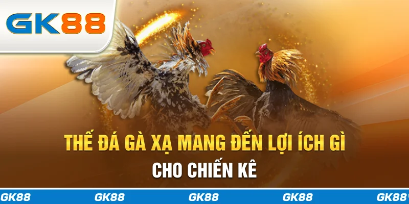 Thế đá gà xạ mang đến lợi ích gì cho chiến kê?